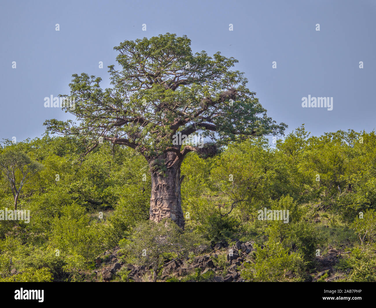 Baobab tree (Adansonia digitata) in bushveld shrub area in Kruger national park South Africa Stock Photo