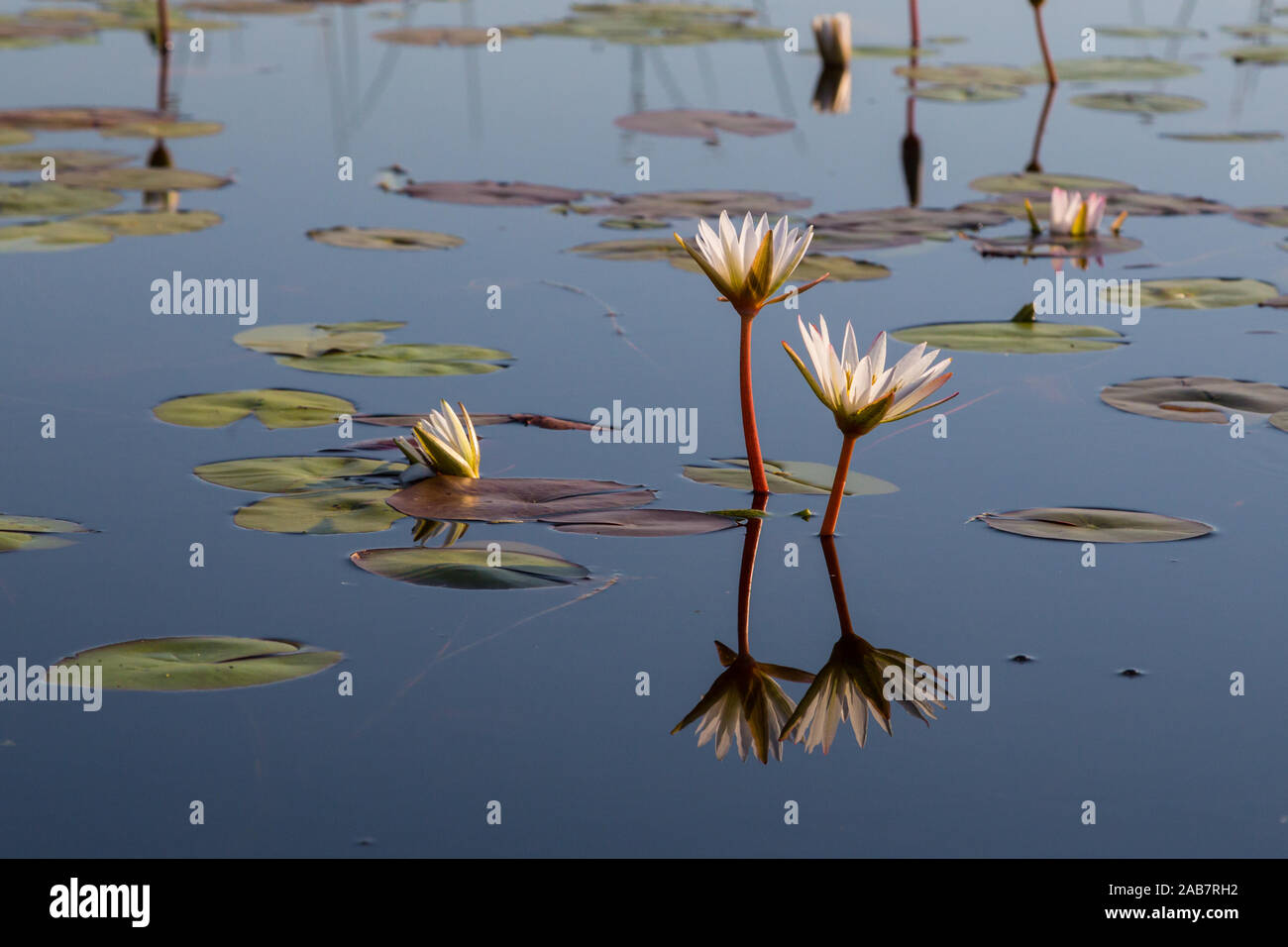 bloom of white waterlily reflected in natural Okavango river Stock Photo