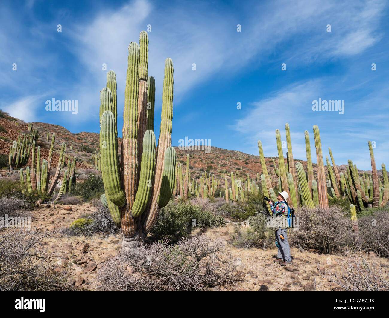 The Sonoran Desert in bloom in the spring on Isla San Esteban, Baja California, Mexico, North America Stock Photo