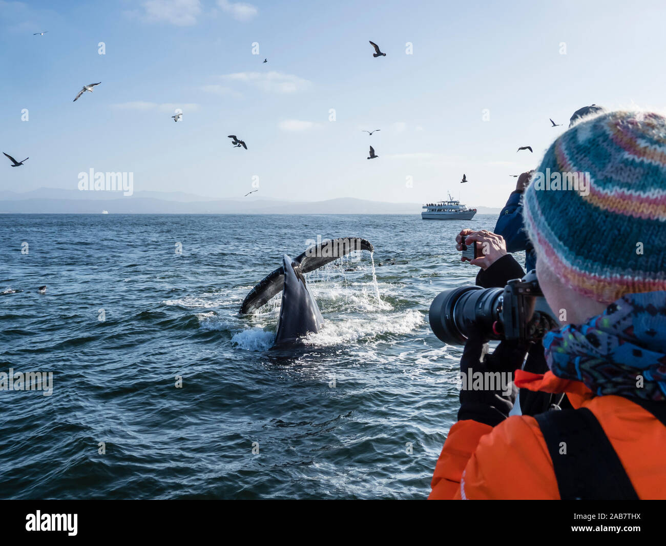 Humpback whale (Megaptera novaeangliae) flukes-up dive in Monterey Bay National Marine Sanctuary, California, North America Stock Photo