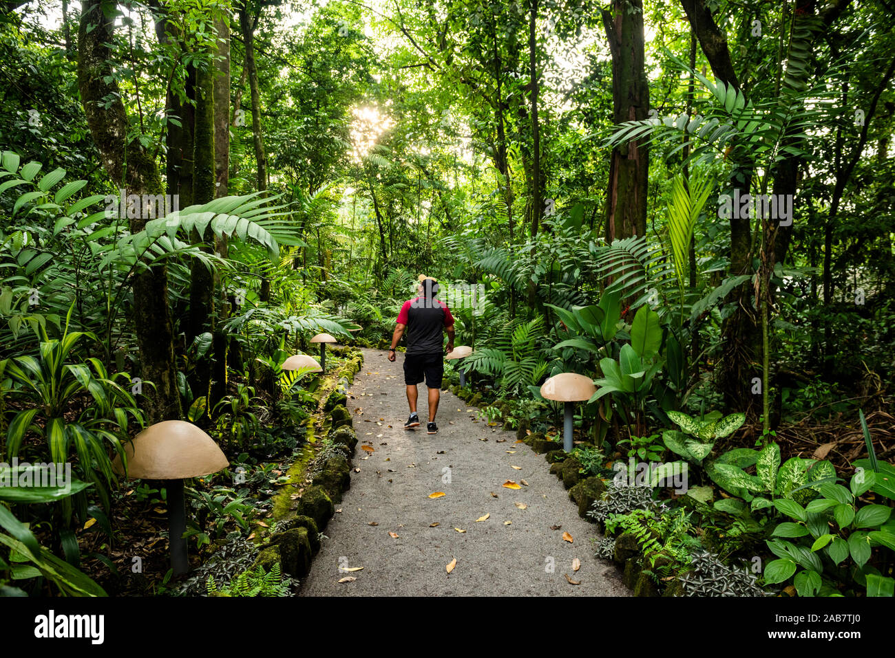 Rainforest fungus people hi-res stock photography and images - Alamy