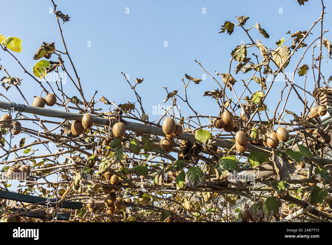 tralicci di frutta del kiwi visti da sotto Stock Photo