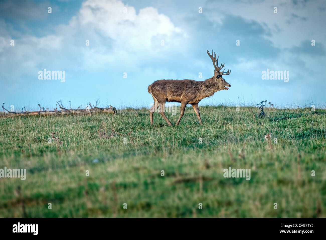Ein Hirsch auf einer gruenen Wiese Stock Photo