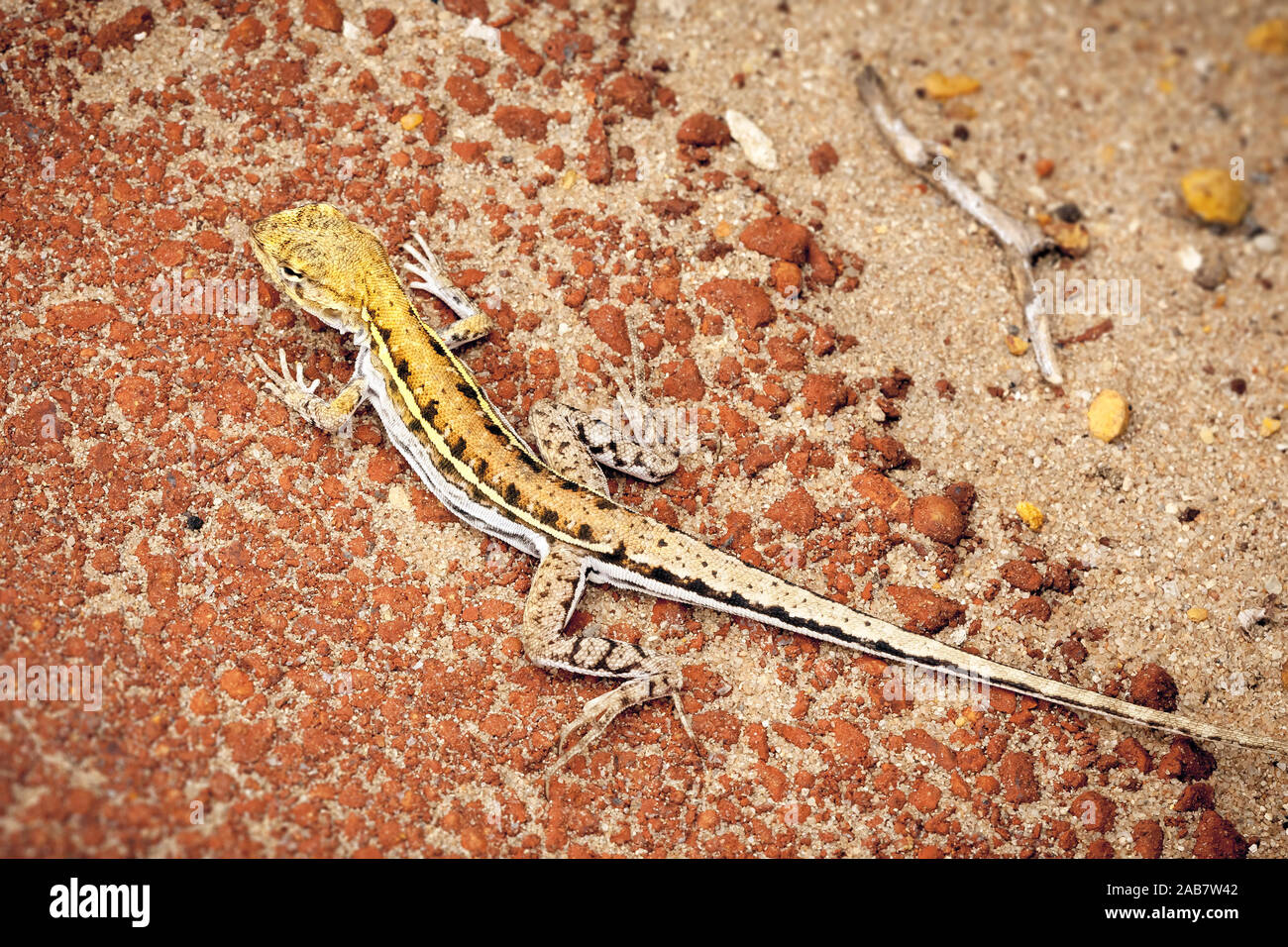 Eine Kleine Weiss Gelbe Eidechse In Australien Stock Photo Alamy