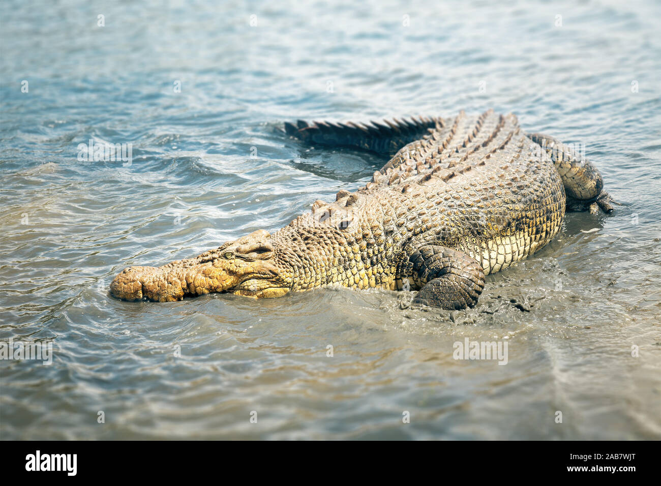 Ein grosses australisches Krokodil im Wasser Stock Photo