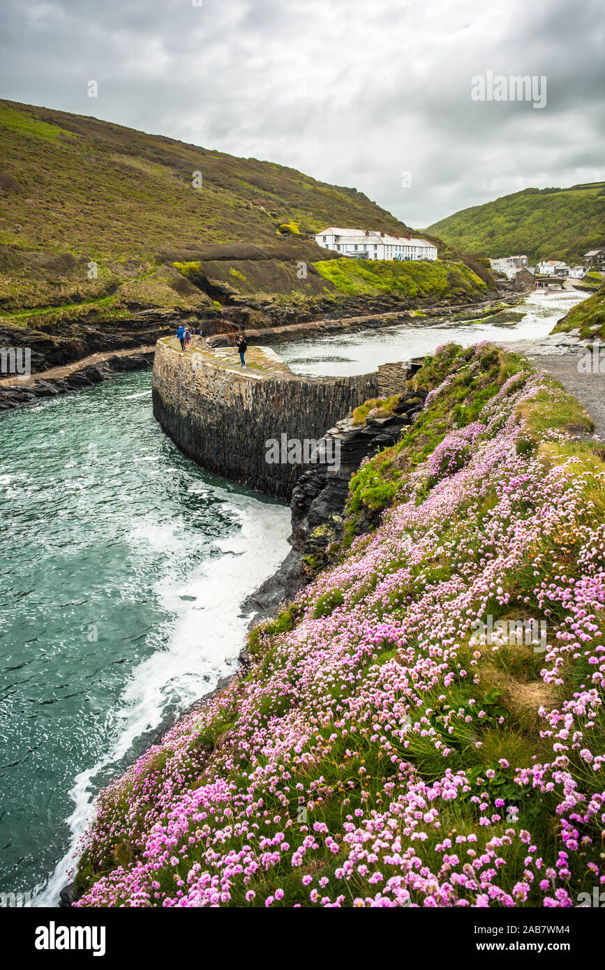 Flowers at Boscastle Harbour in springtime, Atlantic coast, Cornwall, England, United Kingdom, Europe Stock Photo