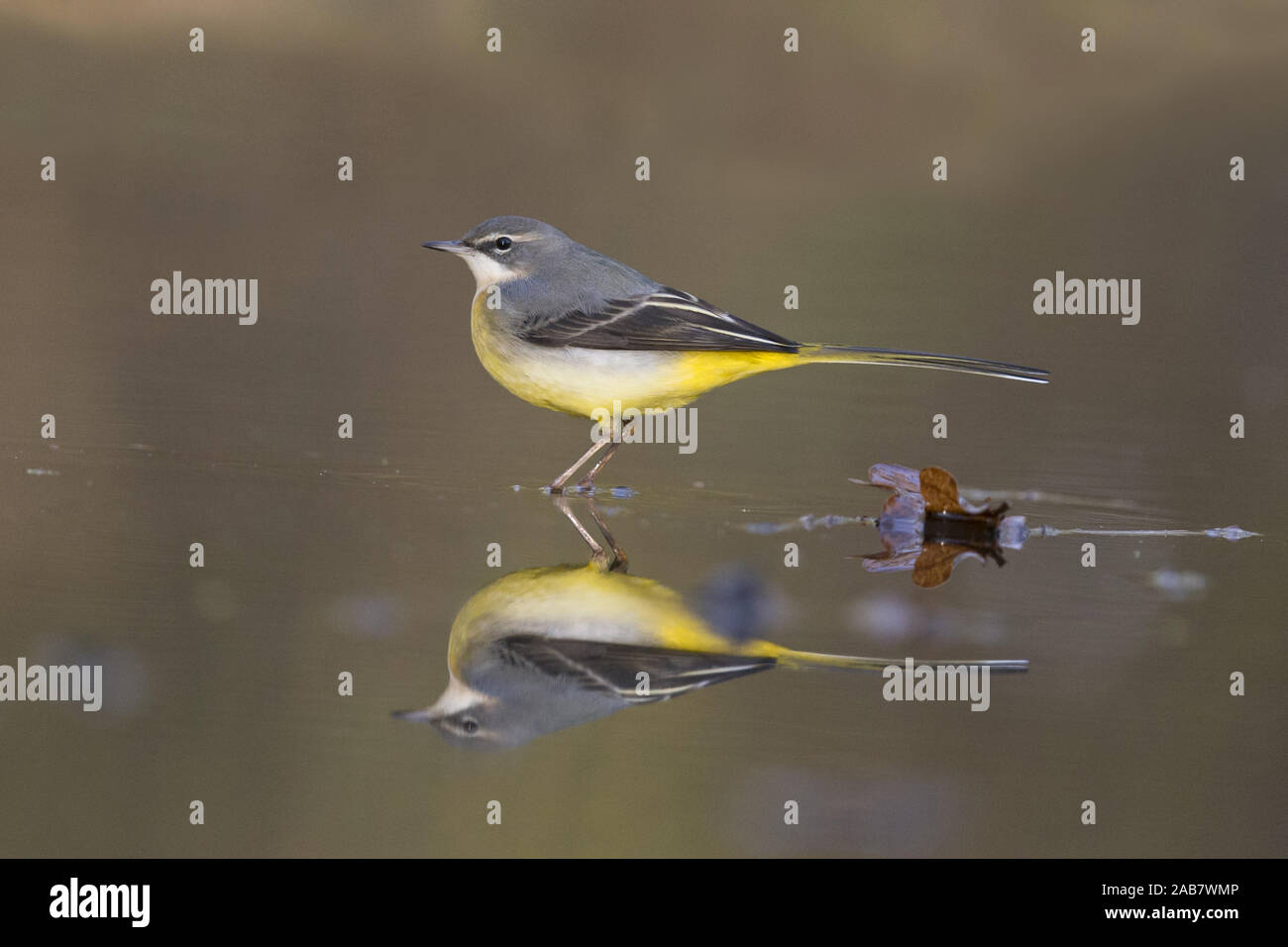 Grey Wagtail (Motacilla cinerea) adult male, non breeding plumage, standing in shallow water with reflection, Suffolk, England, November Stock Photo