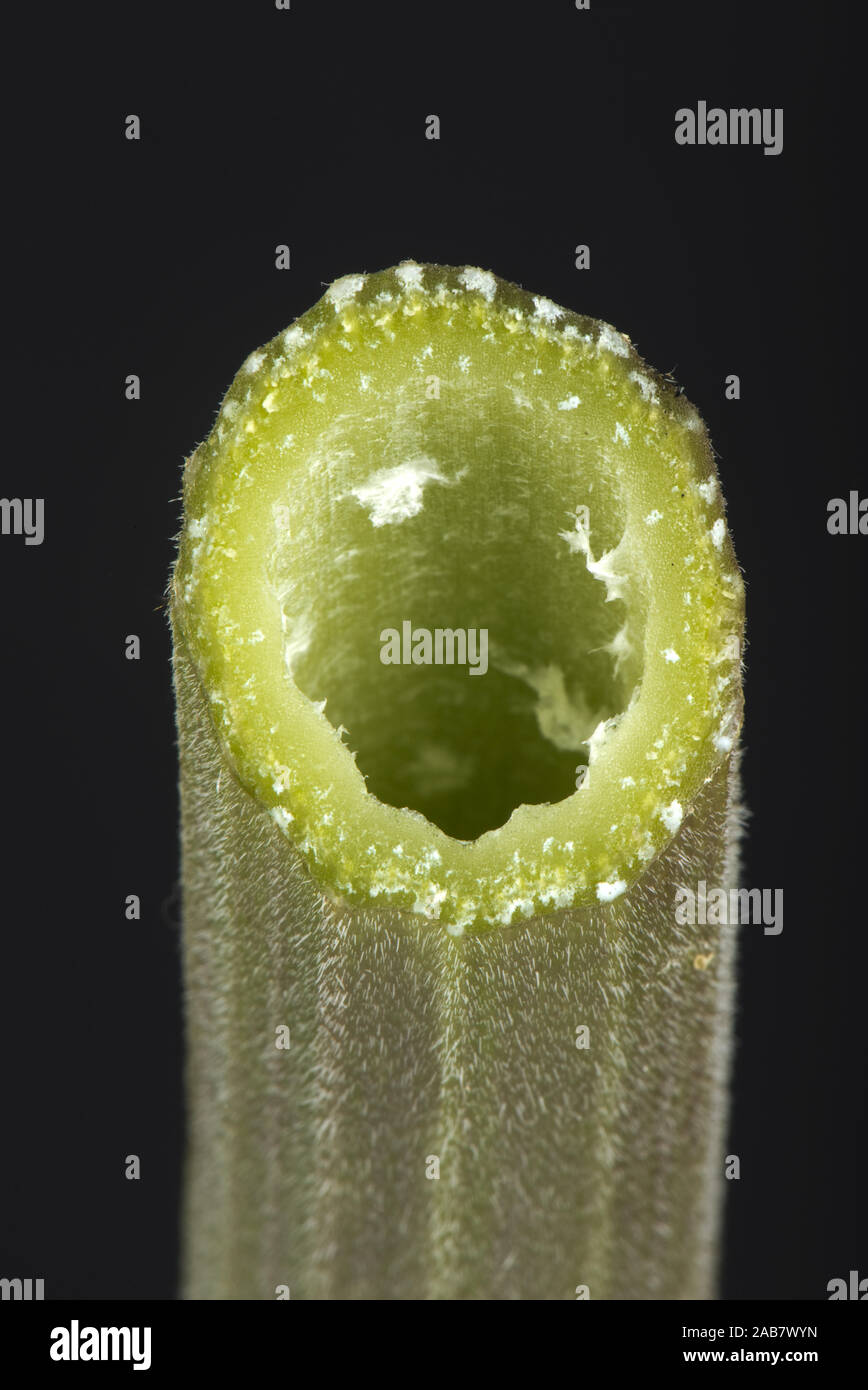 Cow parsley, Anthriscus sylvestris, section through hollow ridged