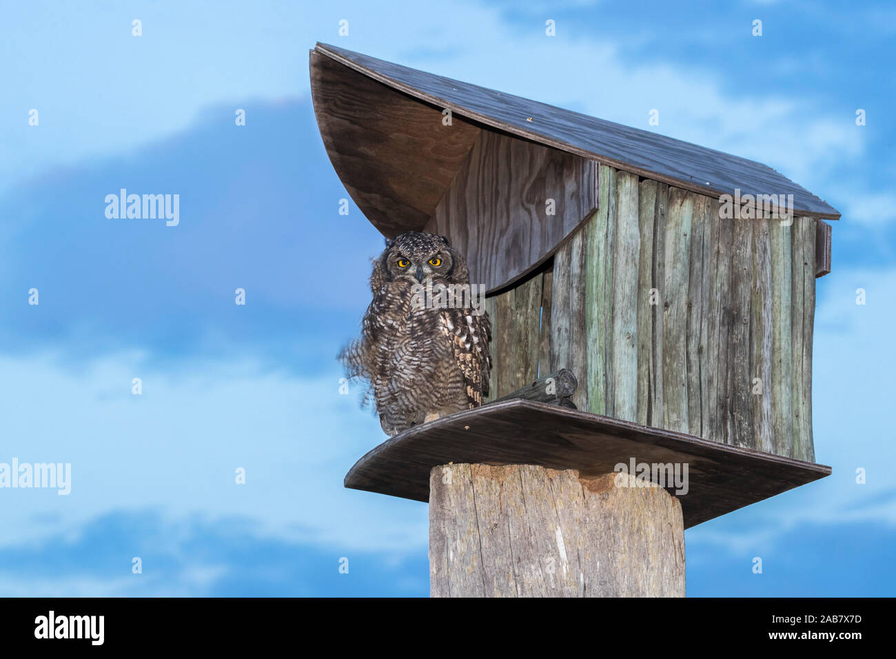 Spotted eagle owl (Bubo africanus) at nest box, Paternoster, Western Cape, South Africa, Africa Stock Photo