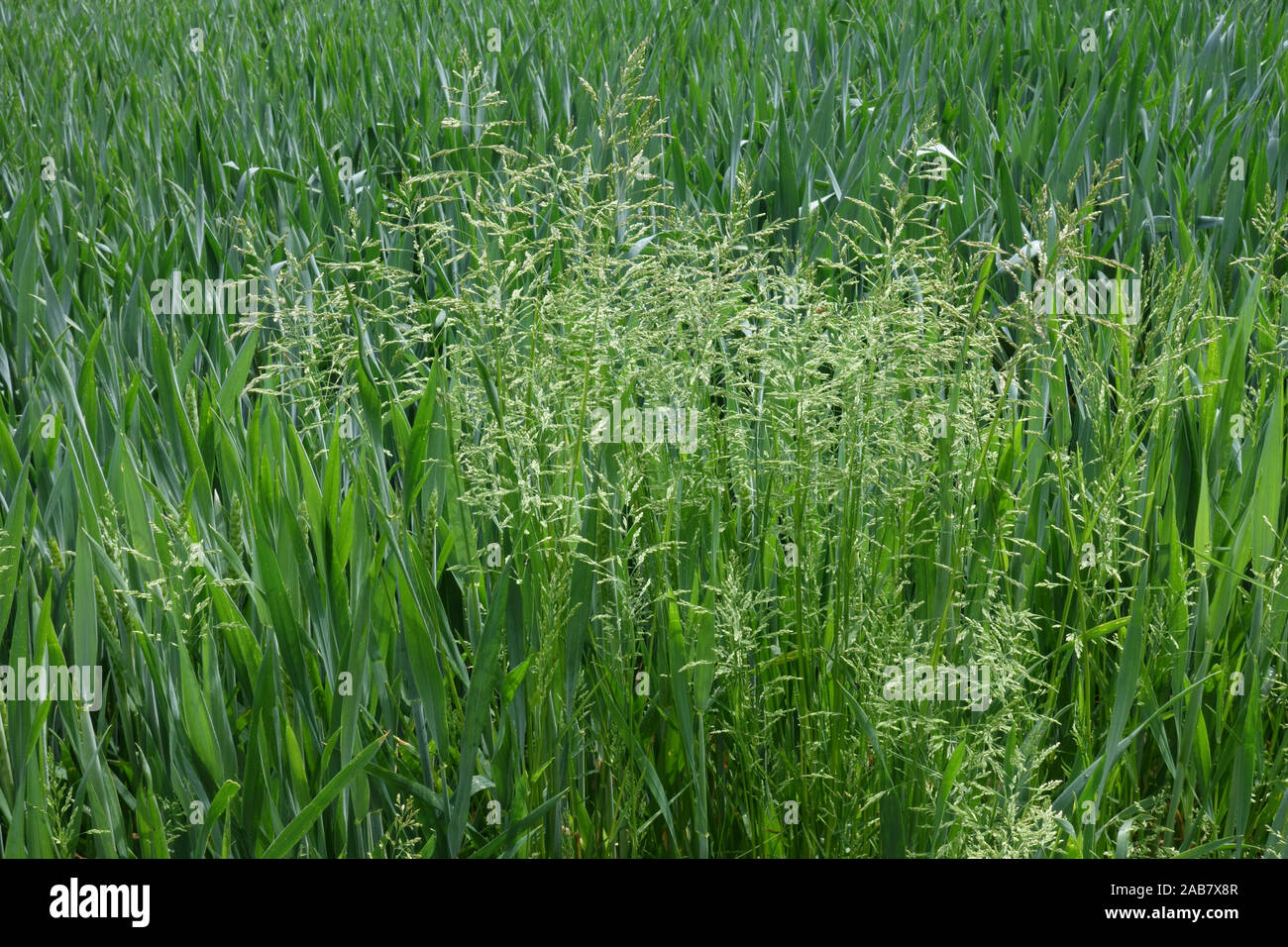 Flowering smooth-stalked meadow-grass, Poa pratensis, in a wheat crop with ear in boot, Berkshire, May Stock Photo