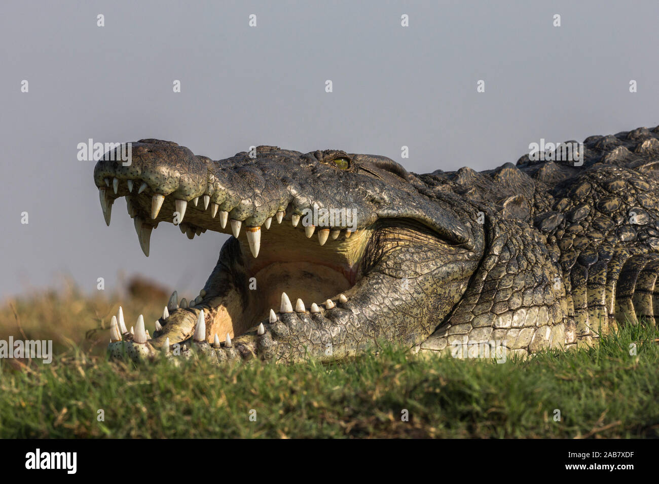 Nile crocodile (Crocodylus niloticus), Chobe River, Botswana, Africa Stock Photo