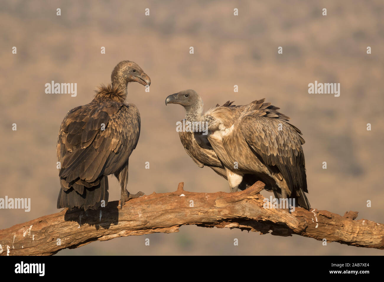 Whitebacked vultures (Gyps africanus), Zimanga private game reserve, KwaZulu-Natal, South Africa, Africa Stock Photo