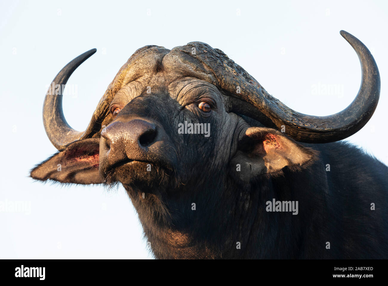 Cape buffalo (Syncerus caffer), Zimanga private game reserve, KwaZulu-Natal, South Africa, Africa Stock Photo