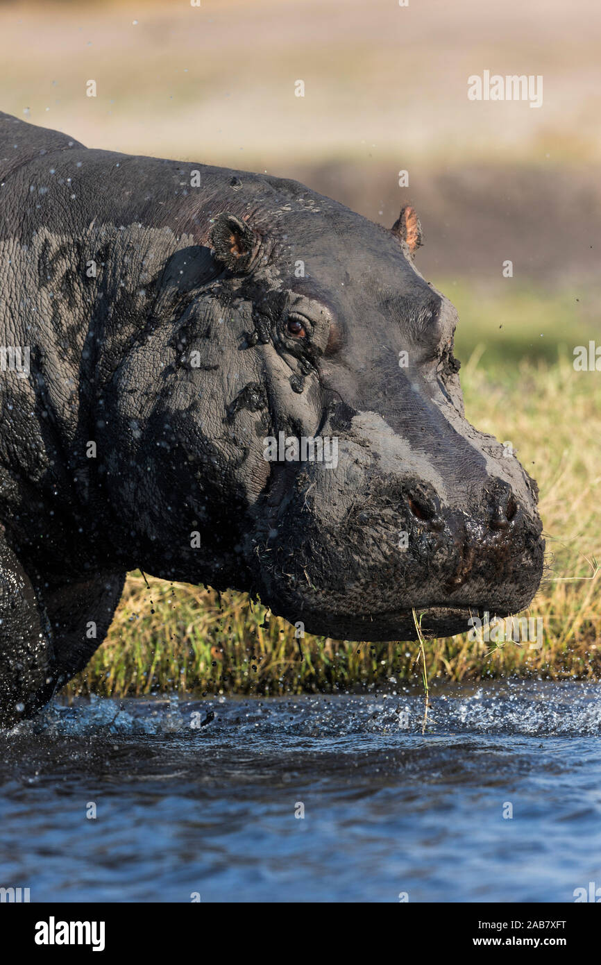 Hippo (Hippopotamus amphibius), Chobe National Park, Botswana, Africa Stock Photo