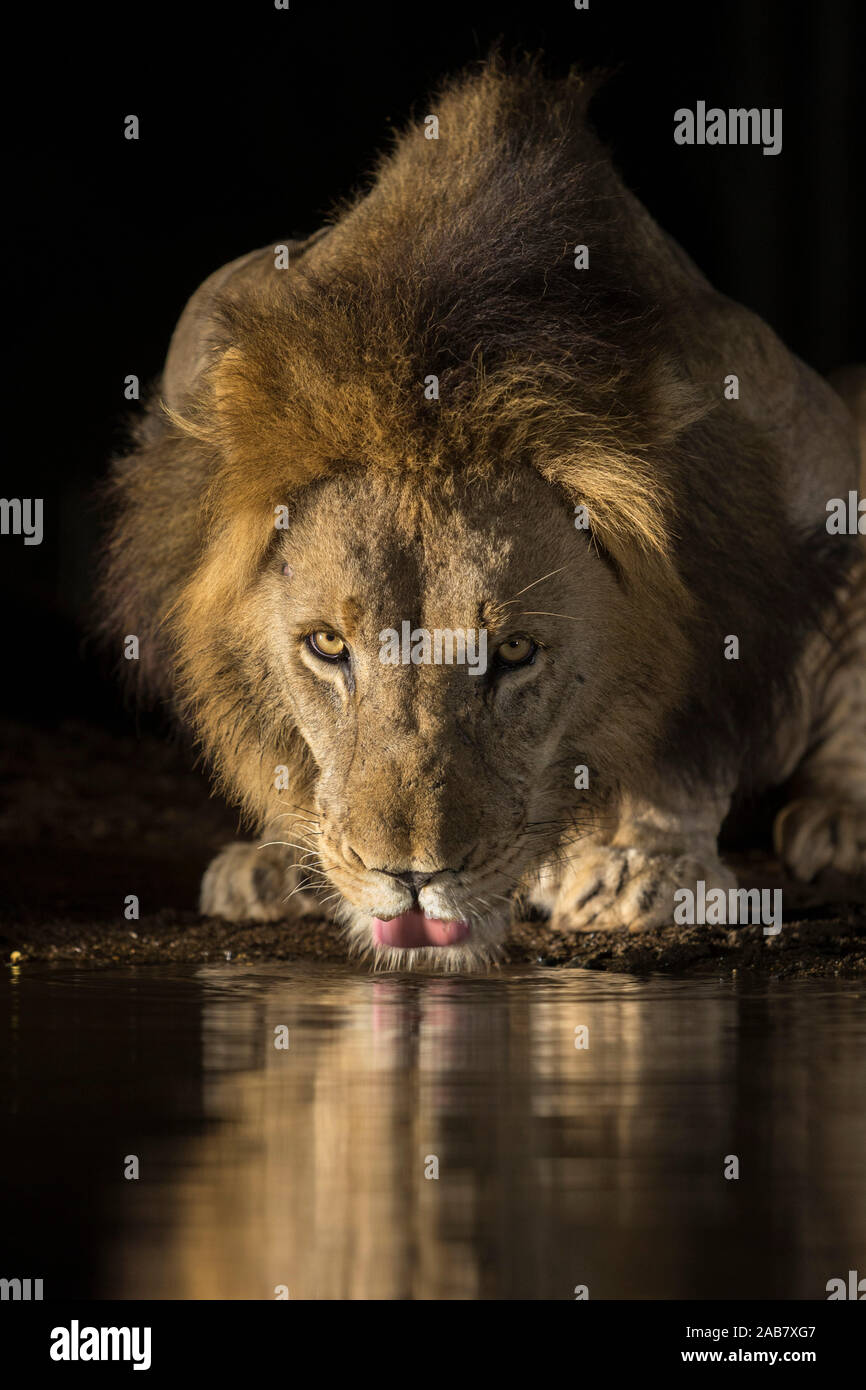 Lion (Panthera leo) drinking at night, Zimanga private game reserve, KwaZulu-Natal, South Africa, Africa Stock Photo