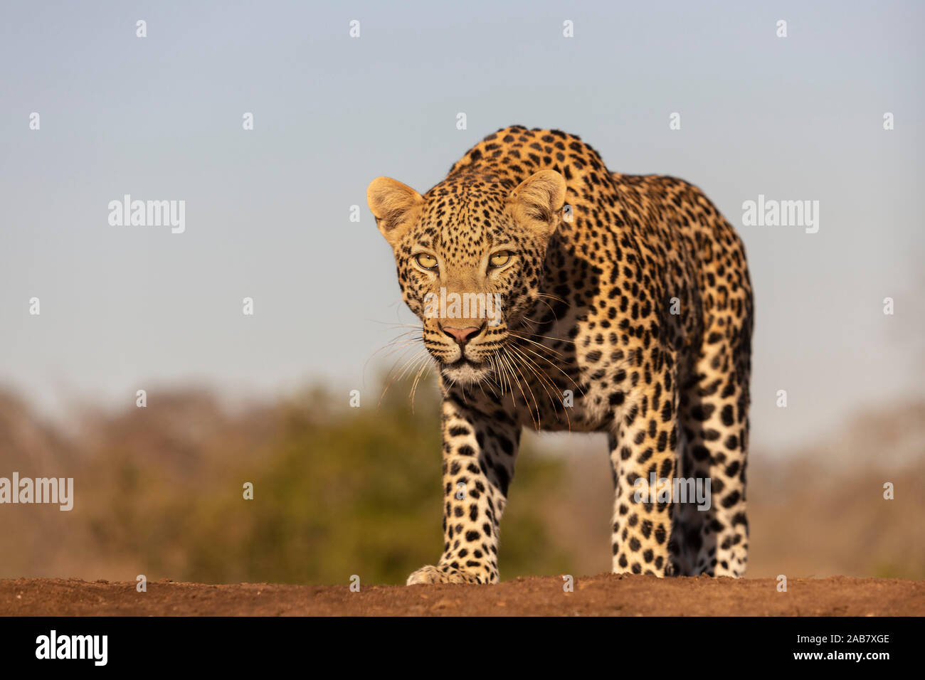 Leopard (Panthera pardus) male, Zimanga private game reserve, KwaZulu-Natal, South Africa, Africa Stock Photo