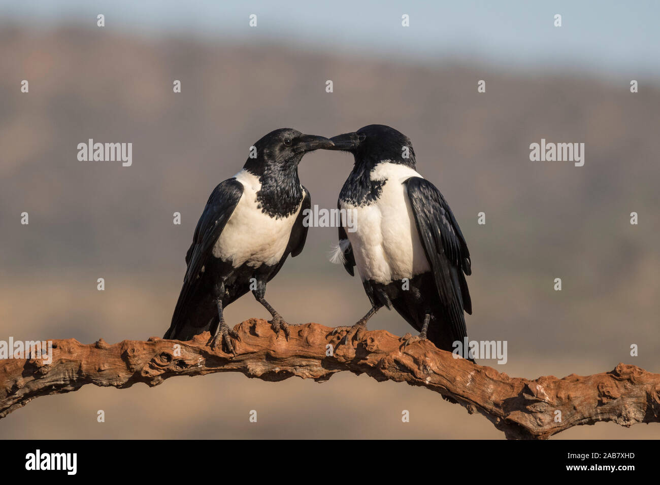 Pied crows (Corvus albus), Zimanga private game reserve, KwaZulu-Natal, South Africa, Africa Stock Photo