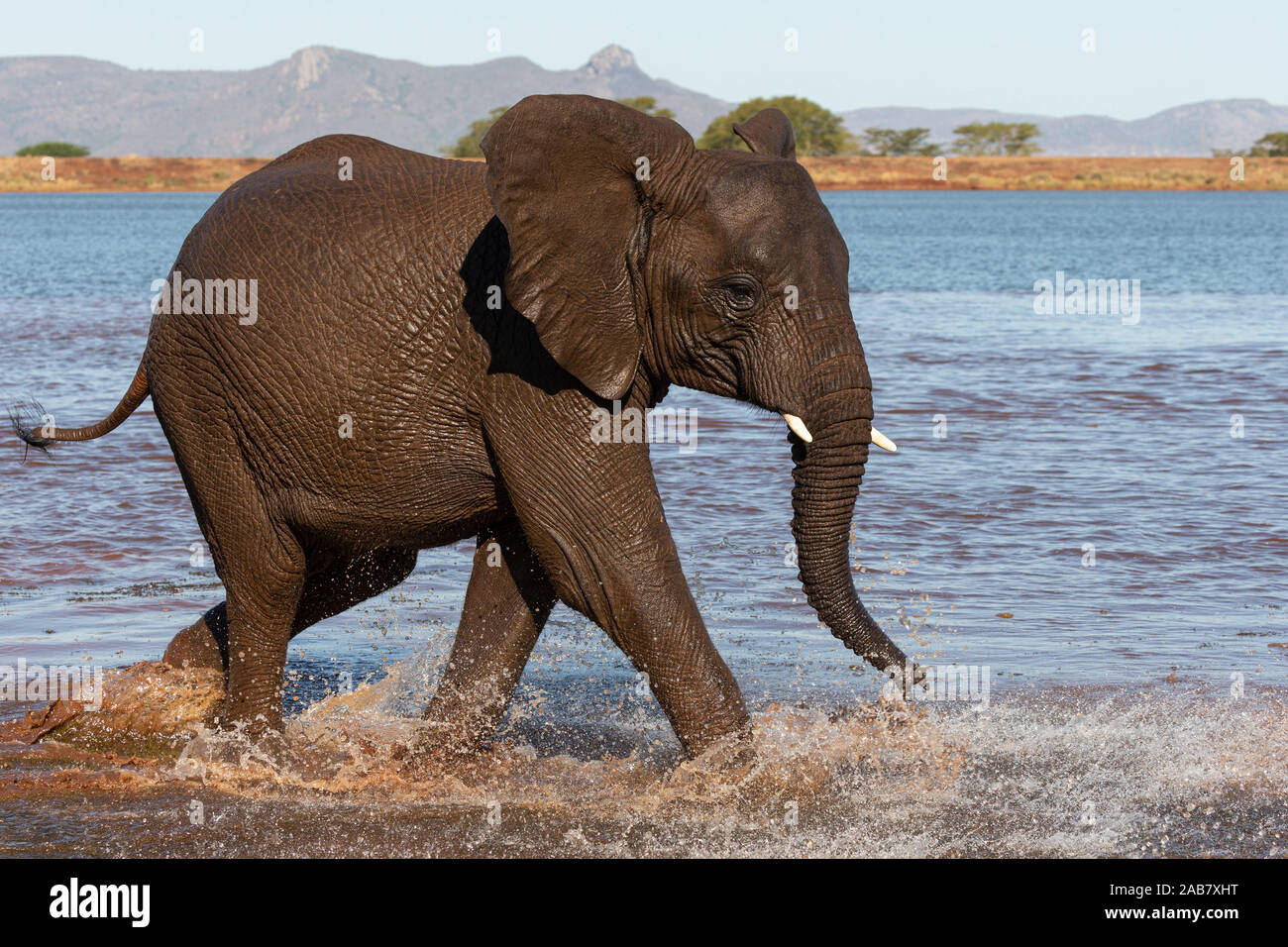 African elephant (Loxodonta africana) in water, Zimanga game reserve, KwaZulu-Natal, South Africa, Africa Stock Photo