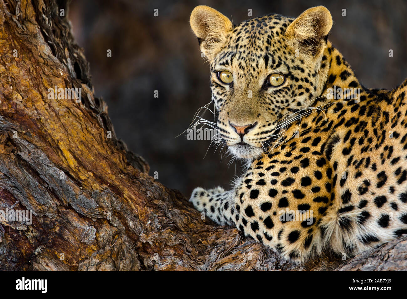 Leopard (Panthera pardus) female, Kgalagadi Transfrontier Park, South Africa, Africa Stock Photo