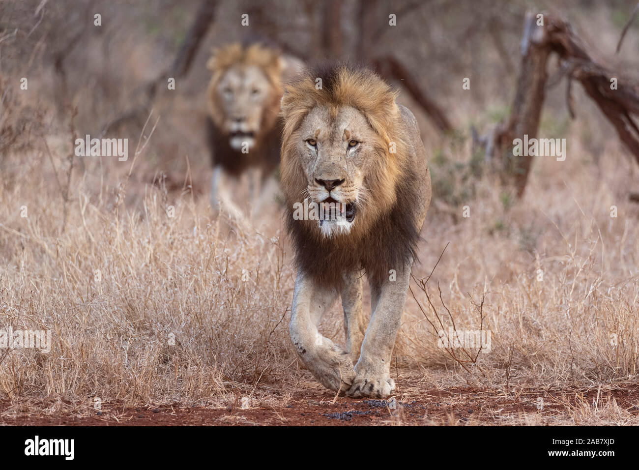 Lions (Panthera leo), Zimanga private game reserve, KwaZulu-Natal, South Africa, Africa Stock Photo