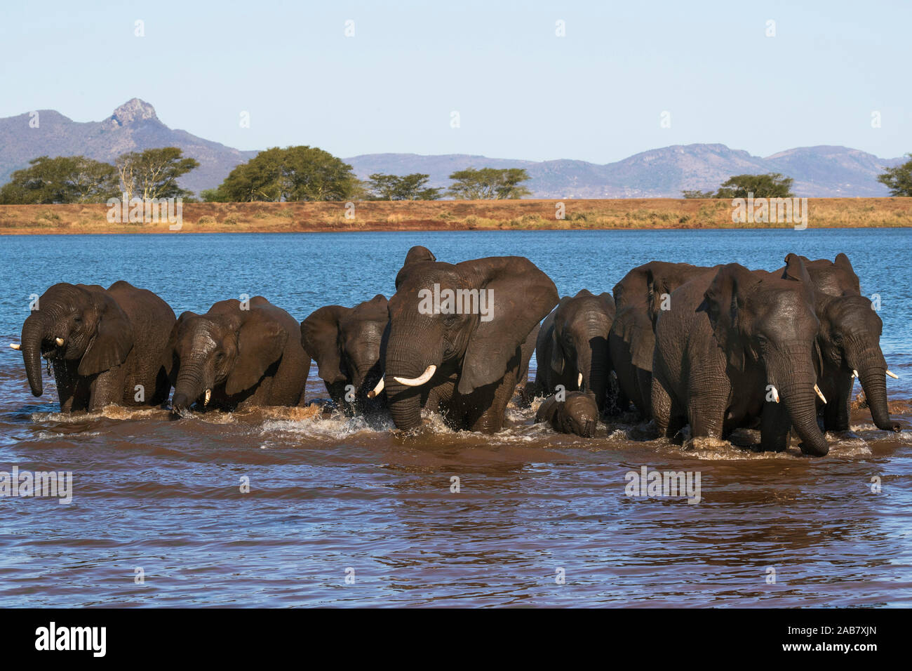 African elephants (Loxodonta africana) in water, Zimanga game reserve, KwaZulu-Natal, South Africa, Africa Stock Photo