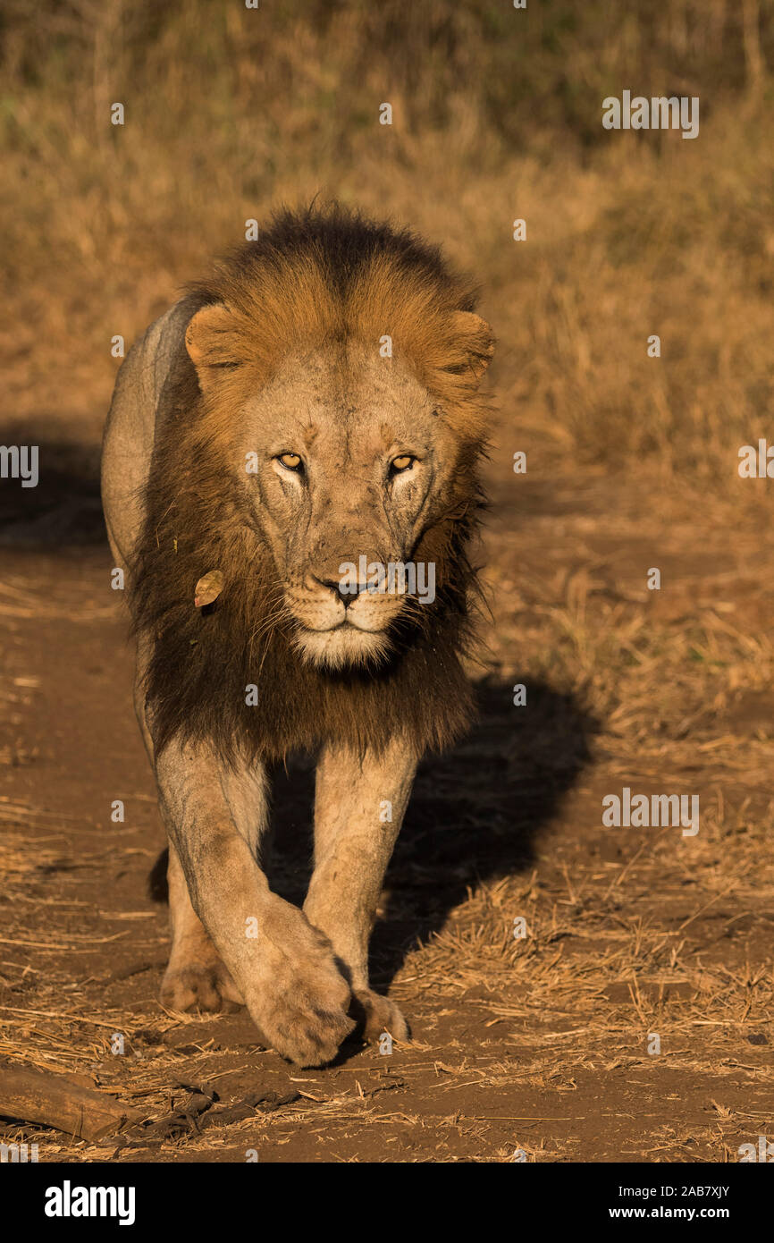Lion (Panthera leo), Zimanga private game reserve, KwaZulu-Natal, South Africa, Africa Stock Photo
