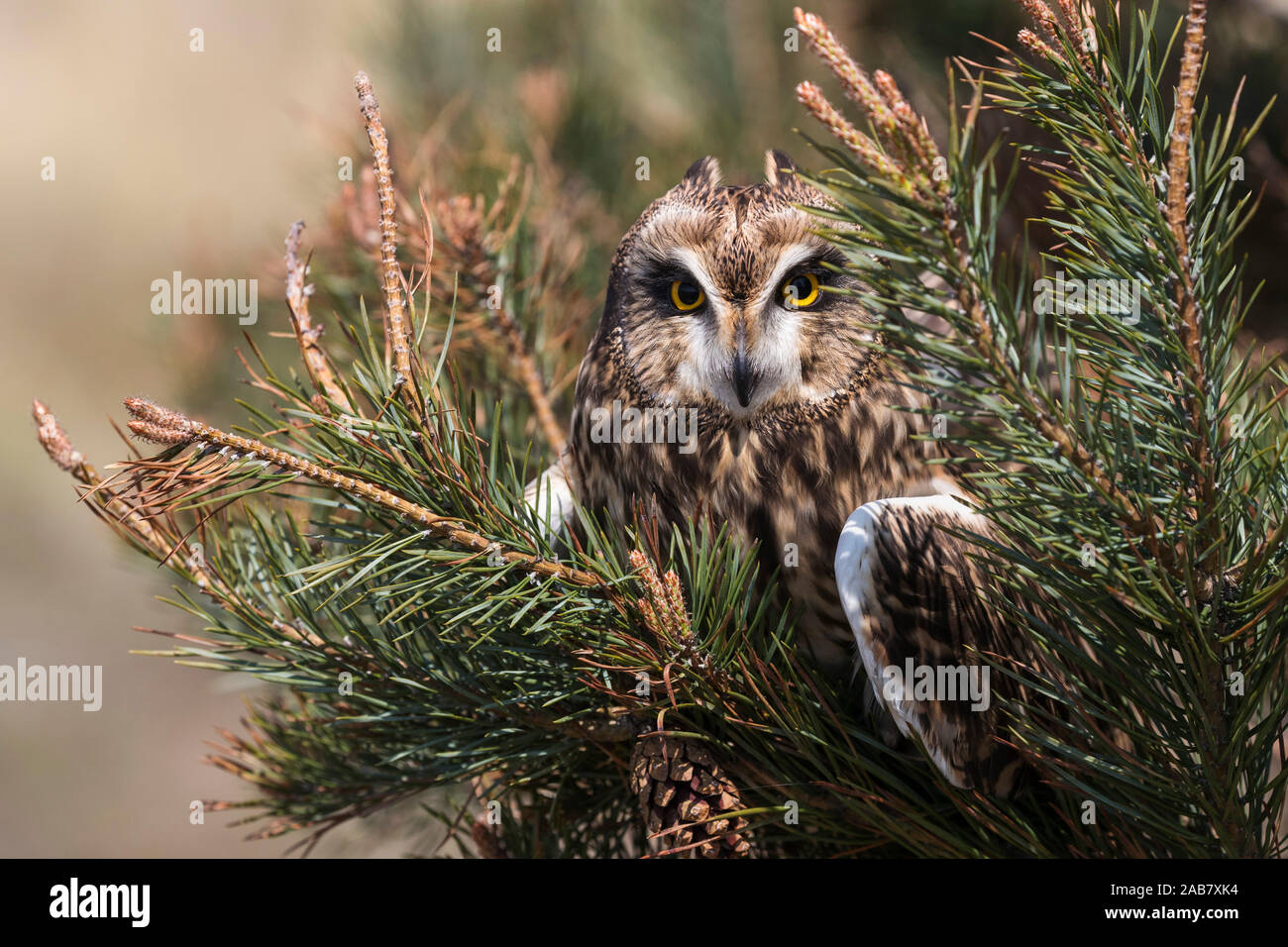 Short-eared owl (Asio flammeus) captive, Holy Island, Northumberland, England, United Kingdom, Europe Stock Photo