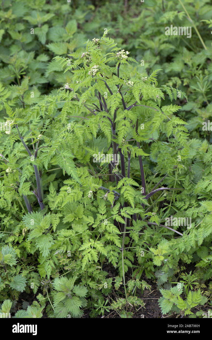 Cow parsley, Anthriscus sylvestris, leaves and purple washed, tinted