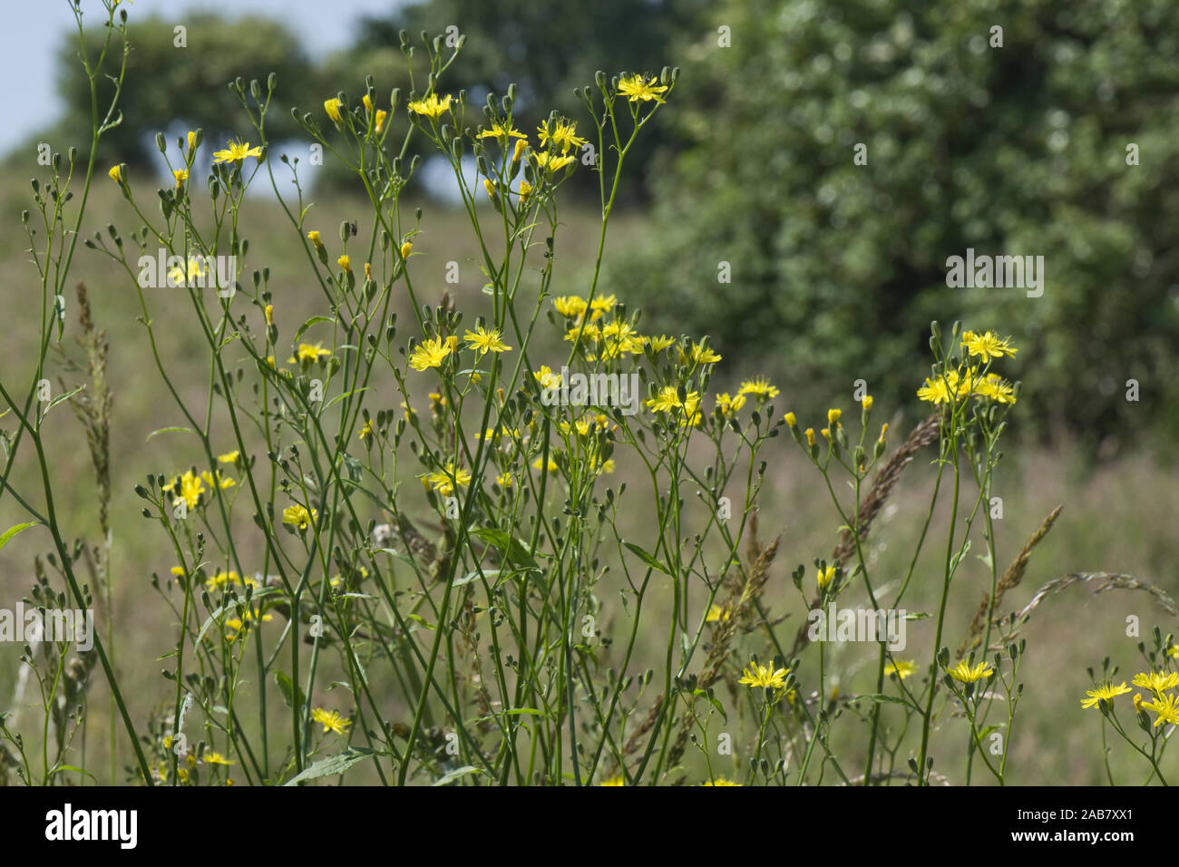 Common nipplewoirt, Lapsana communis, flowering on waste ground in summer, Berkshire, June Stock Photo