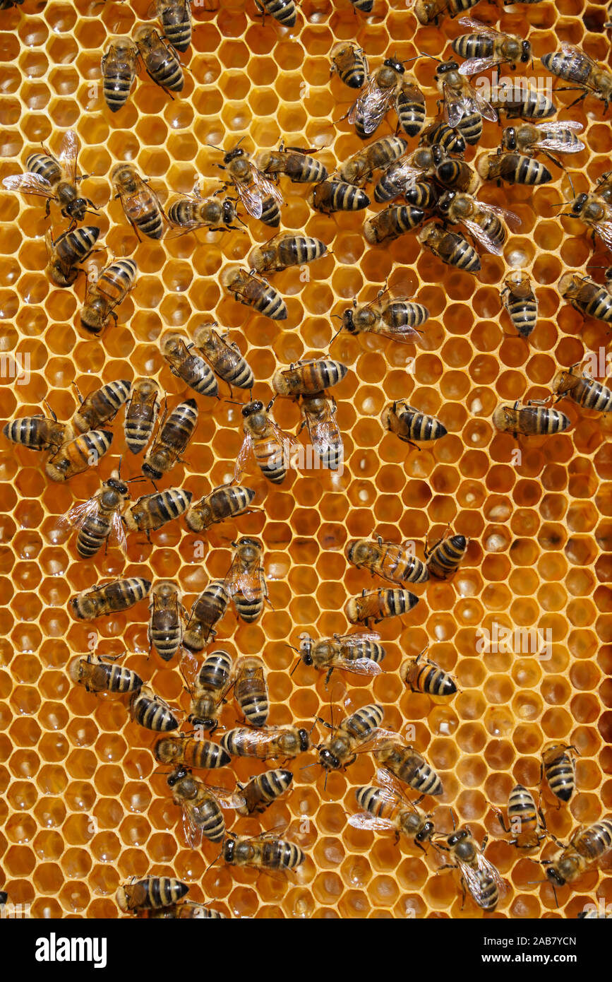 Carniolan honey bees, Santa Giustina, Belluno, Italy, Europe Stock Photo