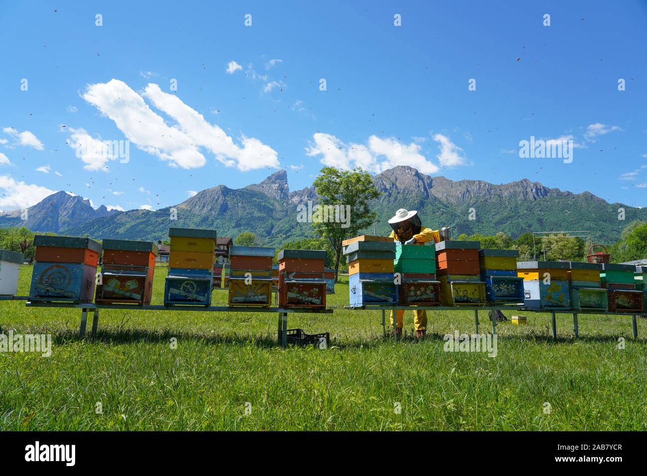 Carniolan honey bee hives in the Dolomites, Santa Giustina, Belluno, Italy, Europe Stock Photo