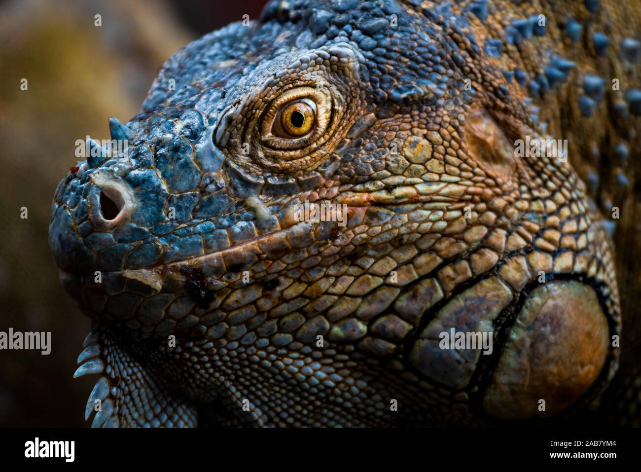 Green iguana (Iguana iguana) near La Fortuna, Arenal, Alajuela Province, Costa Rica, Central America Stock Photo