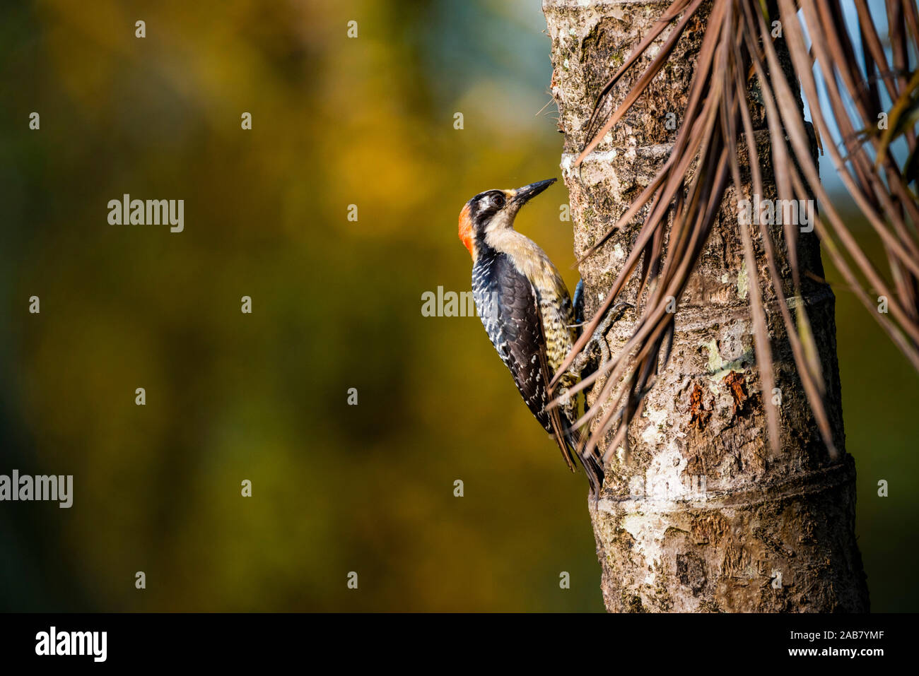 Black cheeked Woodpecker (Melanerpes Pucherani), Boca Tapada, Alajuela Province, Costa Rica, Central America Stock Photo