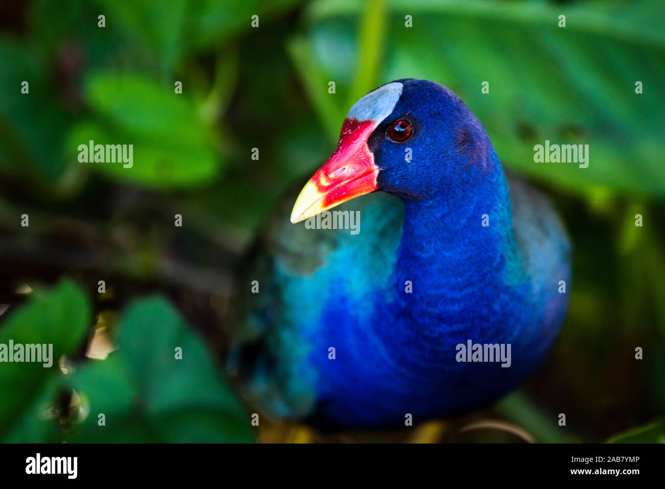 Purple Gallinule (Porphyrio Martinicus), a type of Swamphen at Boca Tapada, Alajuela Province, Costa Rica, Central America Stock Photo