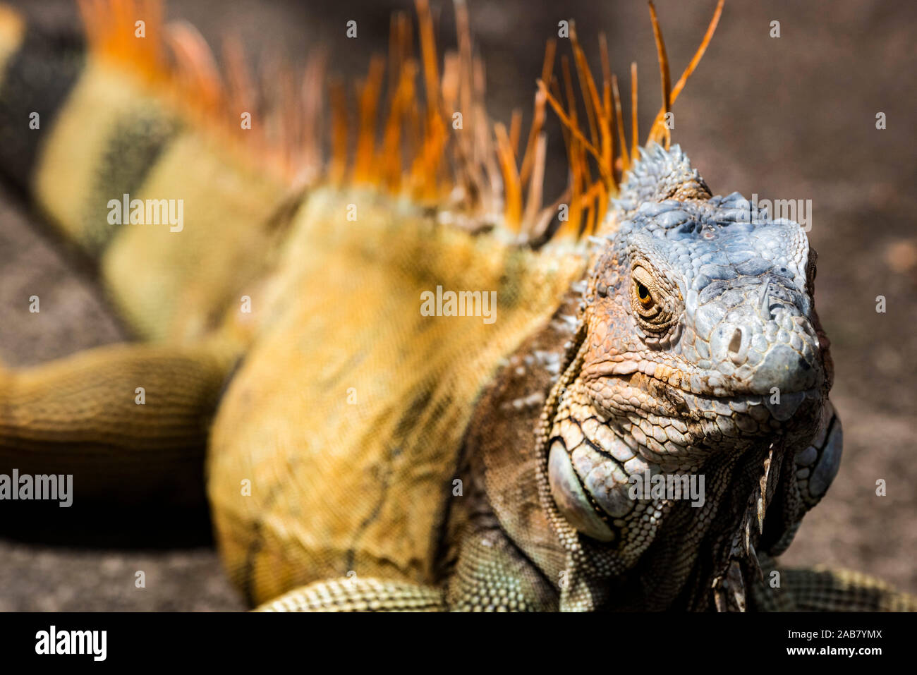 Green iguana (Iguana iguana) near La Fortuna, Arenal, Alajuela Province, Costa Rica, Central America Stock Photo