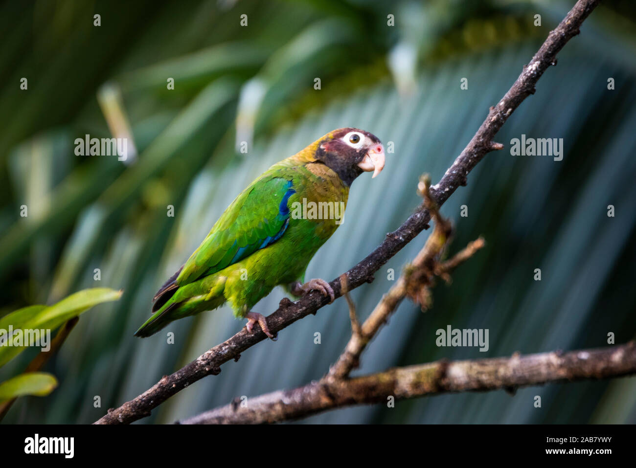 Brown-hooded Parrot (Pyrilia haematotis), Boca Tapada, Alajuela Province, Costa Rica, Central America Stock Photo