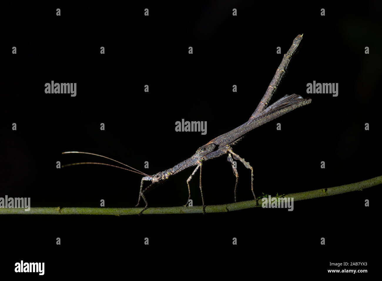 Stick Insect (Phasmatodea) (Walking Stick Insect), Boca Tapada, Alajuela Province, Costa Rica, Central America Stock Photo