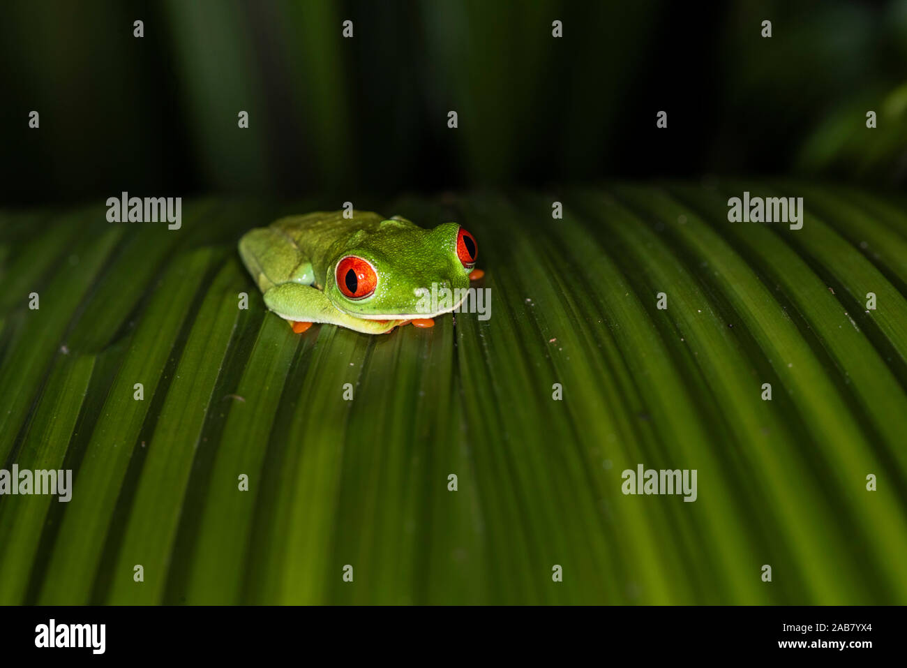 Red-Eyed Tree Frog (Agalychnis callidryas), Boca Tapada, Alajuela Province, Costa Rica, Central America Stock Photo