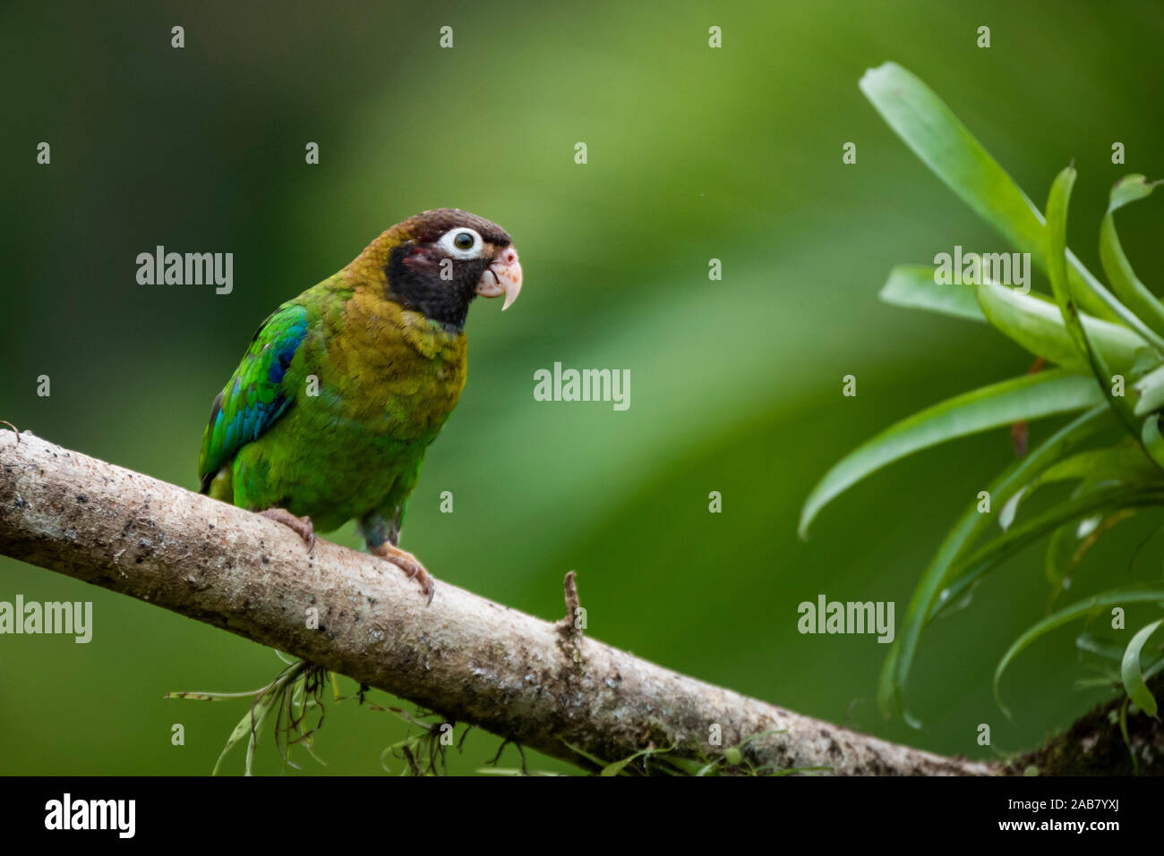 Brown-hooded Parrot (Pyrilia haematotis), Boca Tapada, Alajuela Province, Costa Rica, Central America Stock Photo