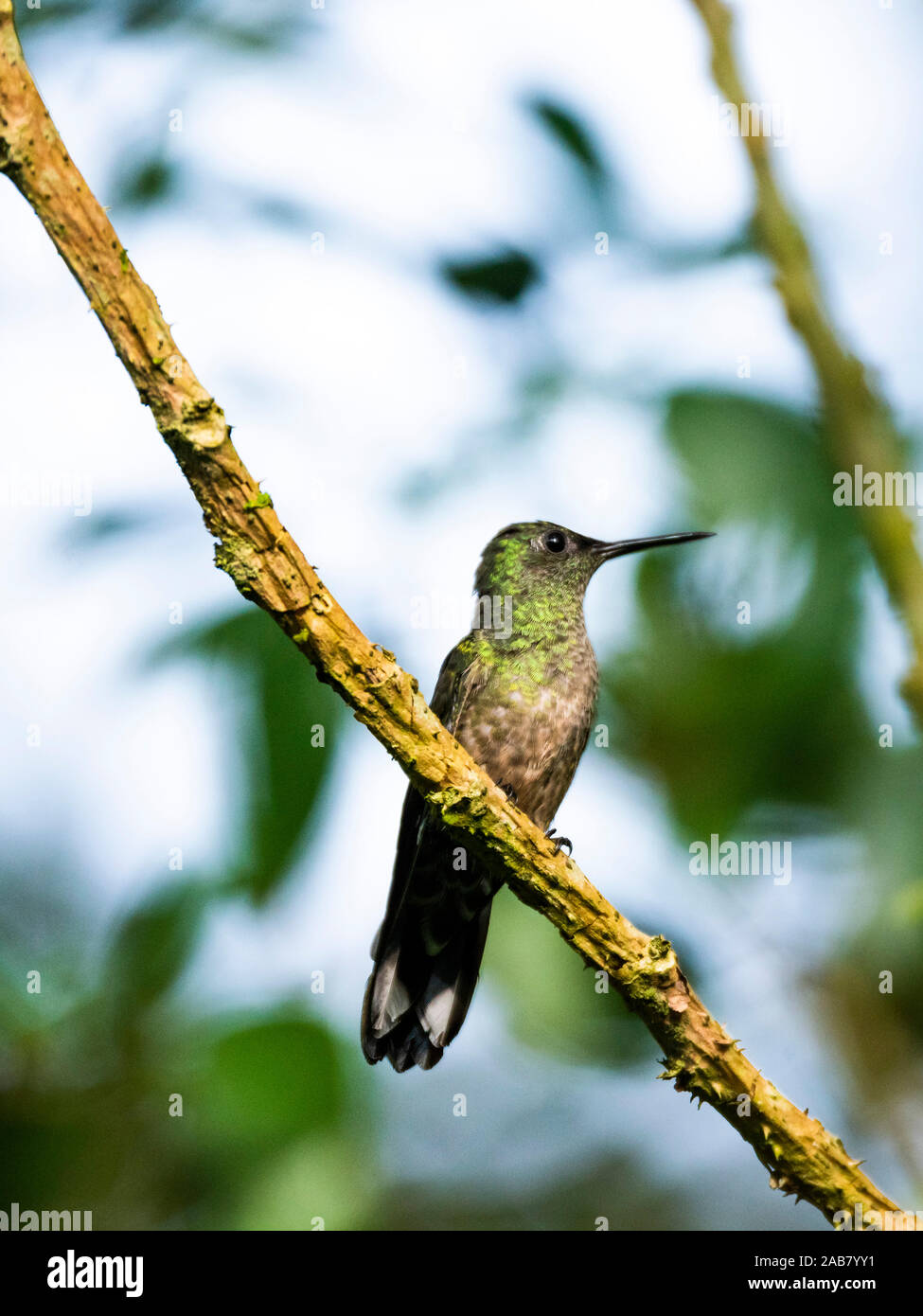 Scaly-breasted Hummingbird (Phaeochroa cuvierii), Boca Tapada, Alajuela Province, Costa Rica, Central America Stock Photo