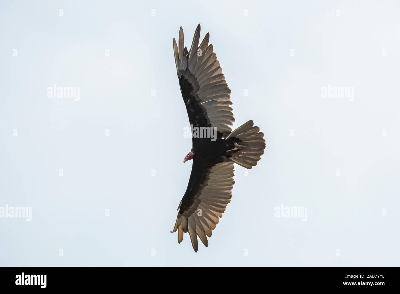 Turkey Vulture (Cathartes aura), Tarcoles River, Carara National Park, Puntarenas Province, Costa Rica, Central America Stock Photo