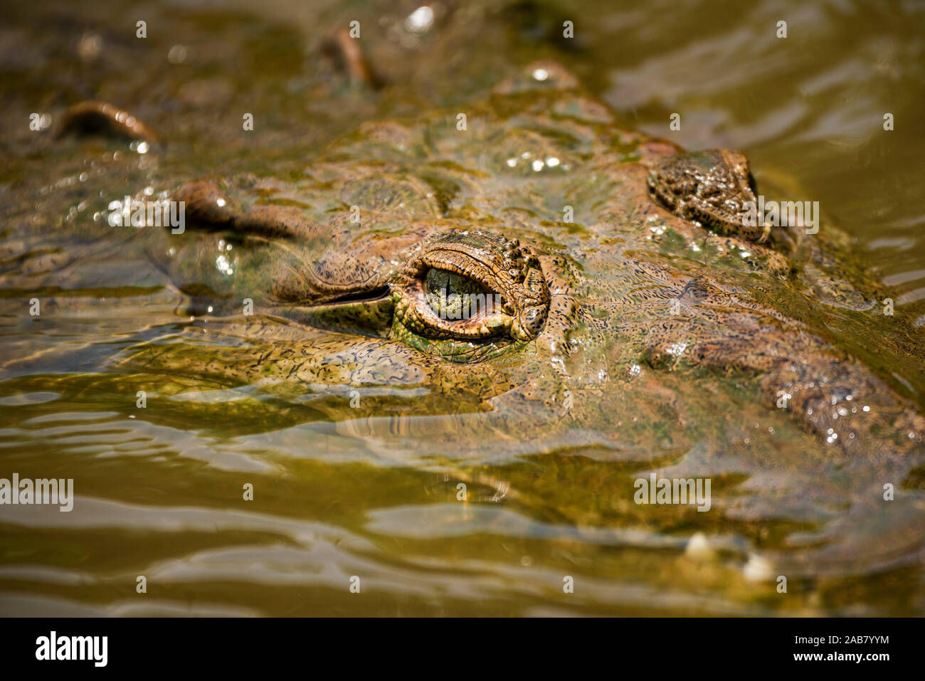 American Crocodile (Crocodylus acutus), Tarcoles River, Carara National Park, Puntarenas Province, Costa Rica, Central America Stock Photo