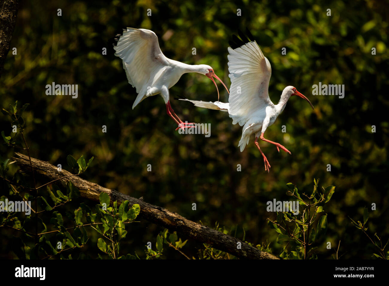 American White Ibis (Eudocimus albus), Tarcoles River, Carara National Park, Puntarenas Province, Costa Rica, Central America Stock Photo