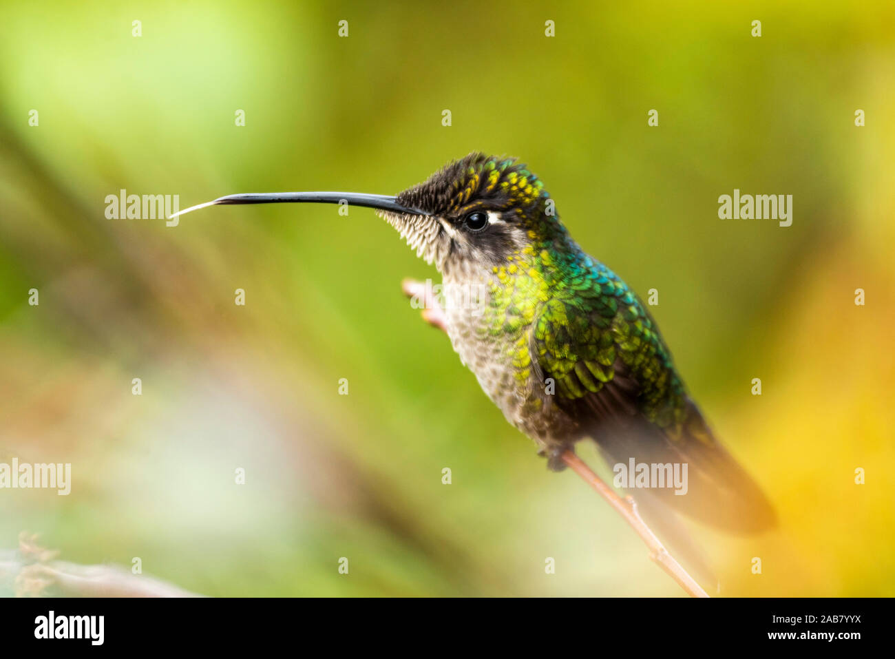 Magnificent Hummingbird (Eugenes fulgens) (Refulgent Hummingbird), San Gerardo de Dota, San Jose Province, Costa Rica, Central America Stock Photo