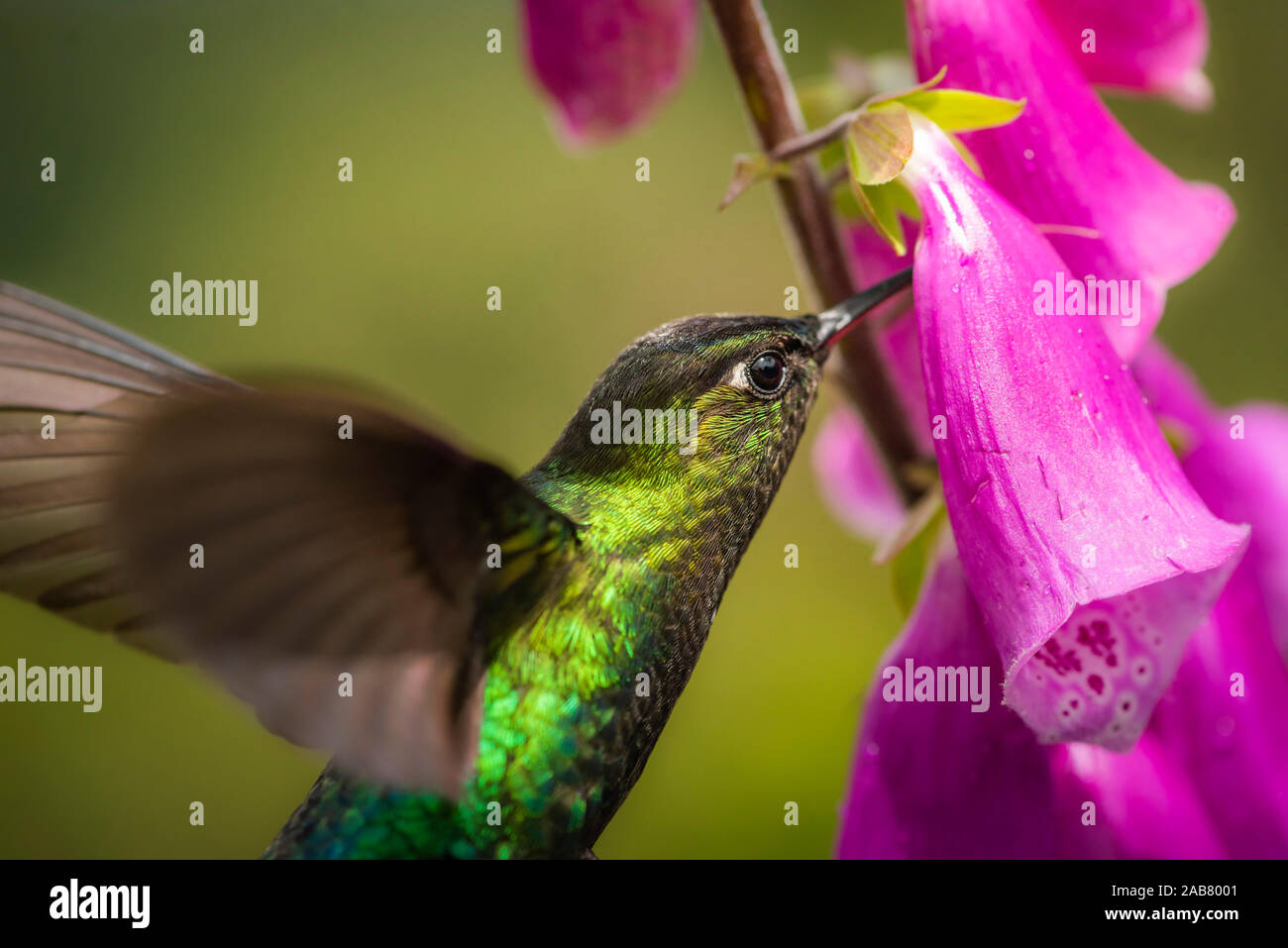 Fiery-throated Hummingbird (Panterpe insignis), San Gerardo de Dota, San Jose Province, Costa Rica, Central America Stock Photo