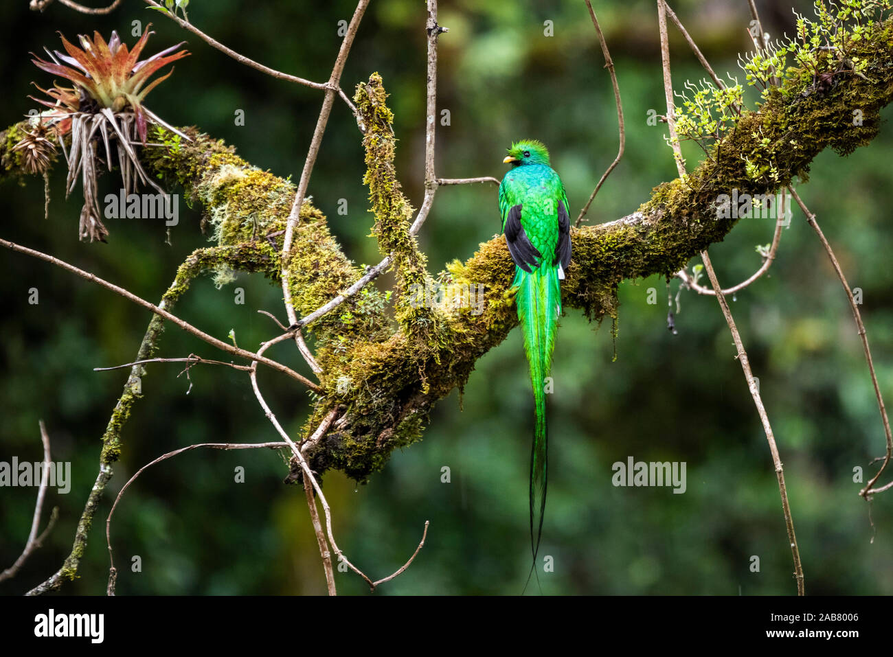 Resplendent Quetzal (Pharomachrus mocinno), San Gerardo de Dota, San Jose Province, Costa Rica, Central America Stock Photo