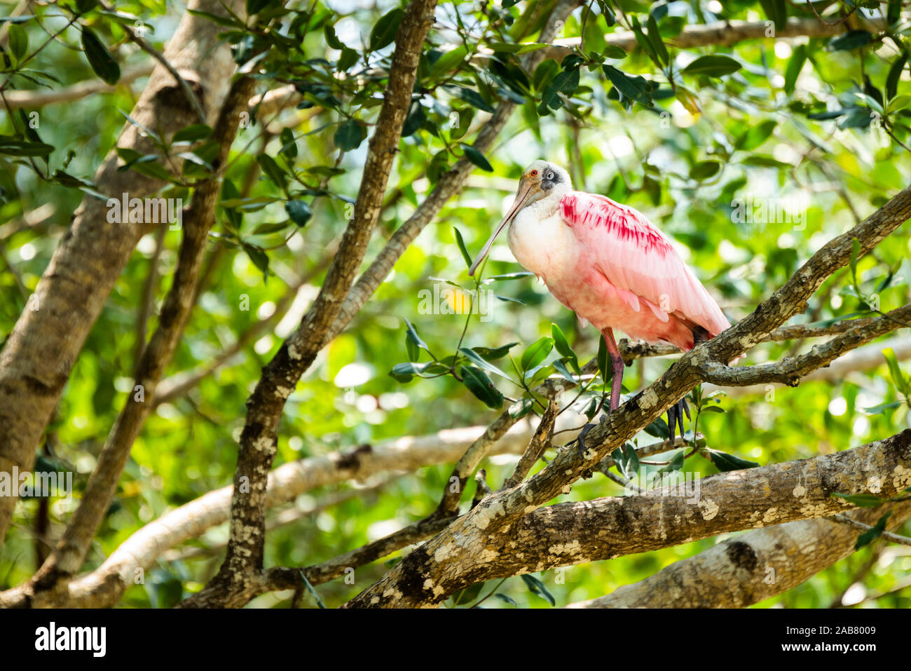 Roseate Spoonbill (Platalea ajaja), Tarcoles River, Carara National Park, Puntarenas Province, Costa Rica, Central America Stock Photo