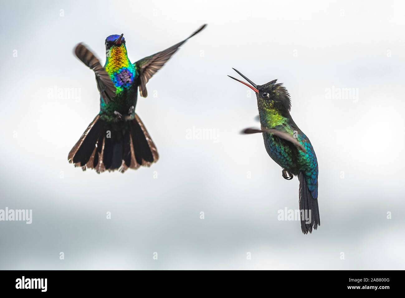 Fiery-throated Hummingbird (Panterpe insignis), San Gerardo de Dota, San Jose Province, Costa Rica, Central America Stock Photo