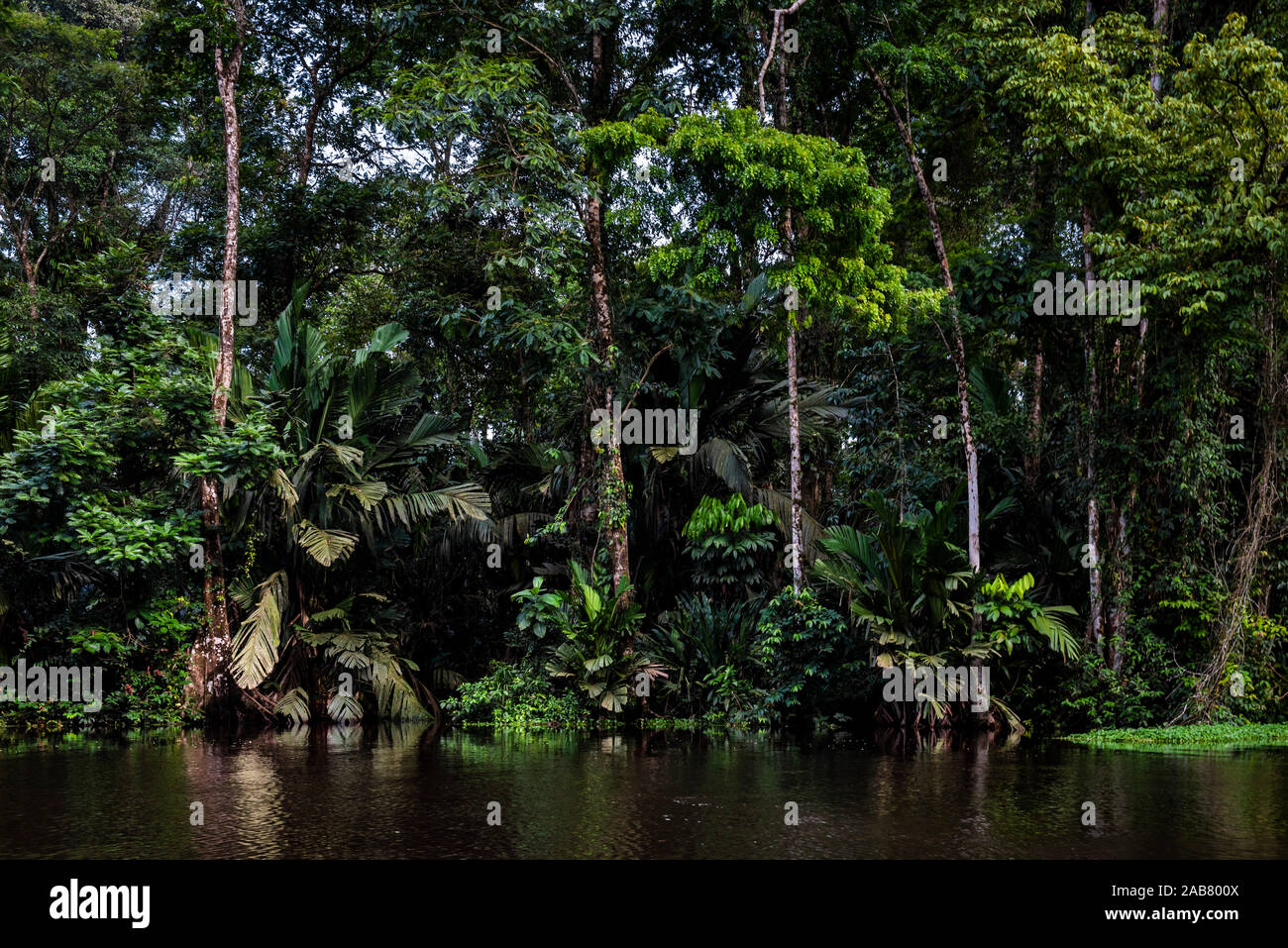 Tortuguero National Park, Limon Province, Costa Rica, Central America Stock Photo