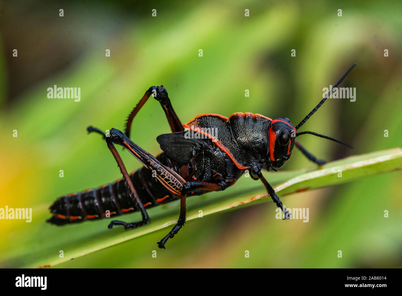 Lubber Grasshopper (Romalea guttata), Tortuguero National Park, Limon ...